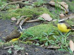 Myiozetetes cayanensis