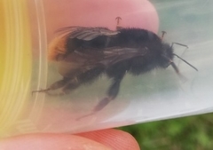 Bombus rupestris