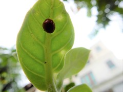 Chilocorus circumdatus