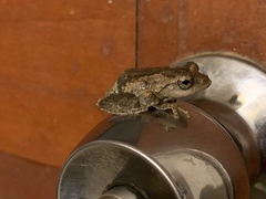 Kurixalus idiootocus