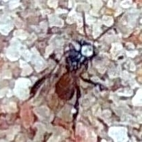 Tetragonula pagdeni