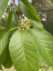 Maclura