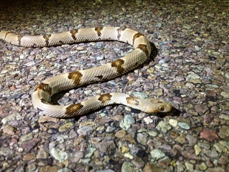 Texas Lyre Snake