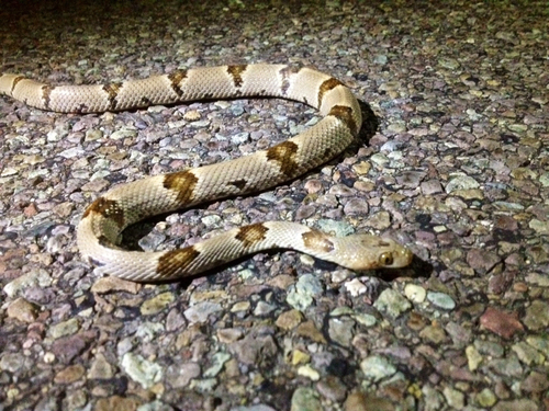 Texas Lyre Snake