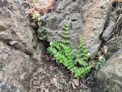 Paragymnopteris marantae marantae