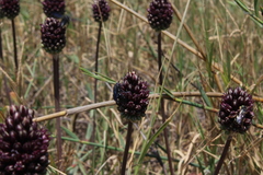 Allium curtum