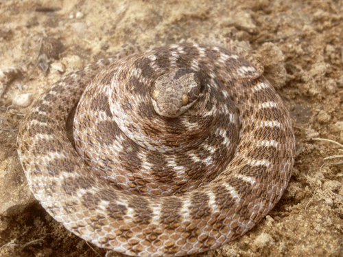 Hypsiglena jani