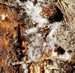 Strumigenys membranifera