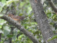 Turdus obscurus