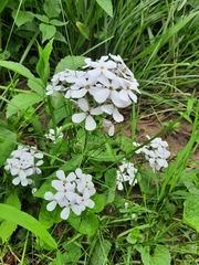 Hesperis matronalis