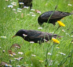 Sturnus vulgaris