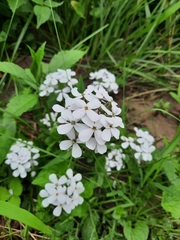 Hesperis matronalis