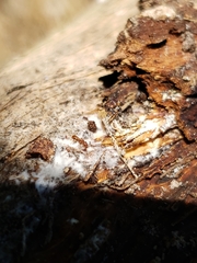 Strumigenys membranifera