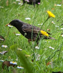 Sturnus vulgaris