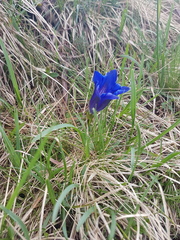 Gentiana clusii clusii