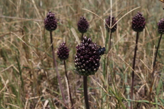 Allium curtum