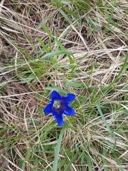 Gentiana clusii clusii