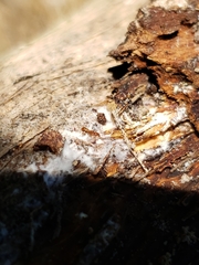 Strumigenys membranifera