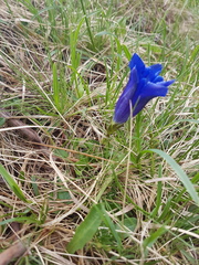 Gentiana clusii clusii