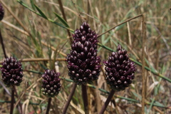 Allium curtum