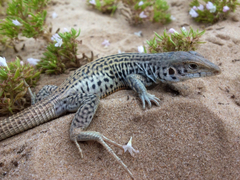 Aspidoscelis marmoratus