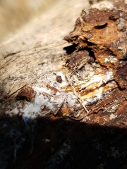 Strumigenys membranifera