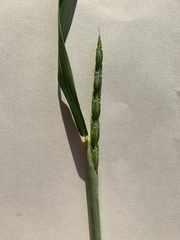 Aegilops cylindrica