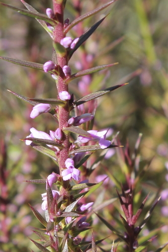 Image of Muraltia juniperifolia by (c) Karen Eichholz, some rights reserved (CC BY)