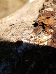 Strumigenys membranifera