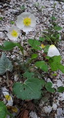 Papaver alpinum alpinum