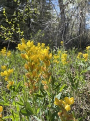 Thermopsis divaricarpa