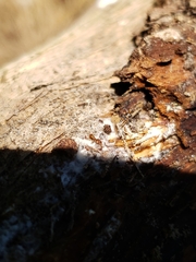 Strumigenys membranifera