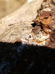 Strumigenys membranifera