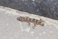 Hemidactylus mercatorius