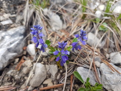 Polygala alpestris