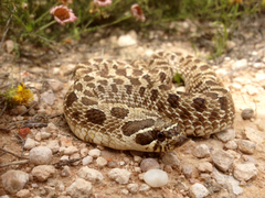 Heterodon nasicus