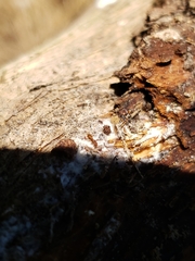 Strumigenys membranifera