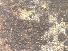 Placidiopsis minor