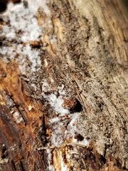 Strumigenys membranifera