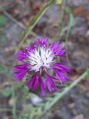 Centaurea cyanus