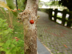 Chilocorus circumdatus