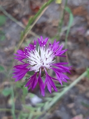 Centaurea cyanus