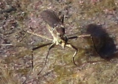Hydrophorinae