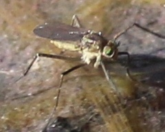 Hydrophorinae