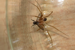 Loxosceles rufescens