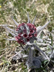Cynoglossum magellense