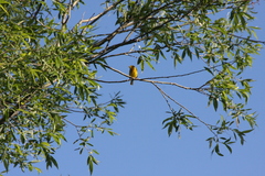 Setophaga petechia