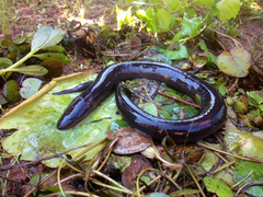 Amphiuma tridactylum