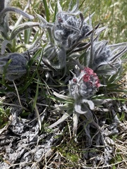 Cynoglossum magellense