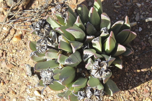 Image of Machairophyllum bijliae by (c) Karen Eichholz, some rights reserved (CC BY)